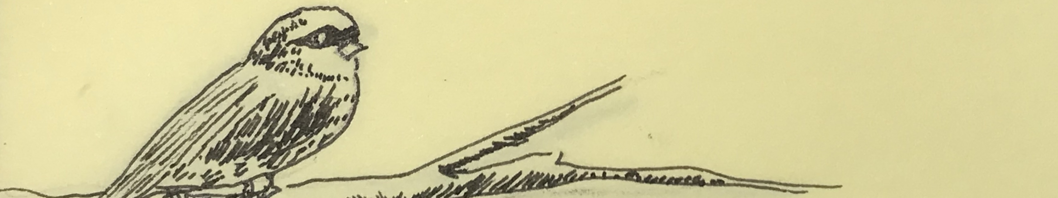 麻油